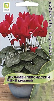 Цикламен персидский мини Красный 2шт