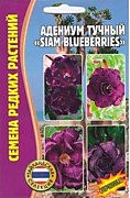 Адениум Siam Blueberries 3шт