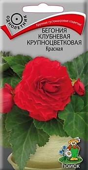 Бегония клуб. крупн. Красная 5шт