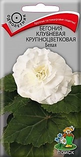 Бегония клуб. крупн. Белая 5шт