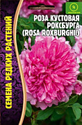 Роза кустовая Роксбурга 10шт Ред.сем